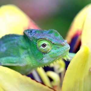 Chameleon 2