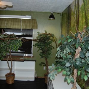 The Jungle Room