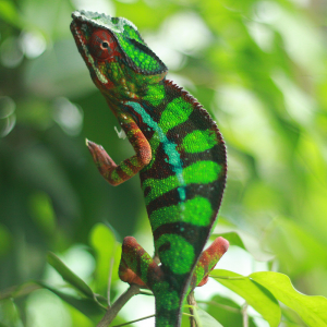 Vohemar Panther Chameleons