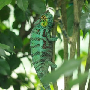 Ambanja Pantehr Chameleons