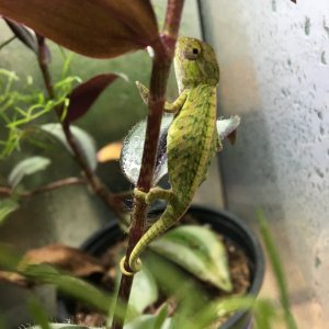 Furcifer lateralis