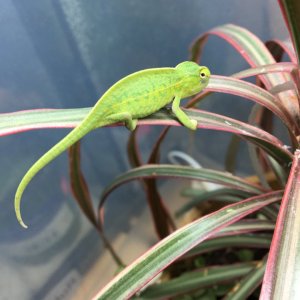 Furcifer lateralis