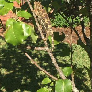 Female Jackson’s chameleon