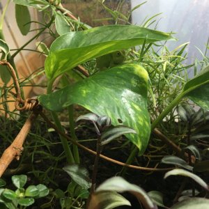 Furcifer lateralis hatchling