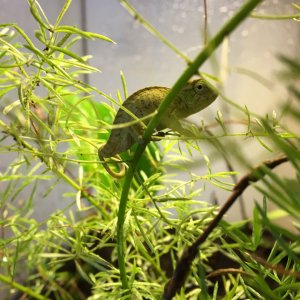Furcifer lateralis hatchling