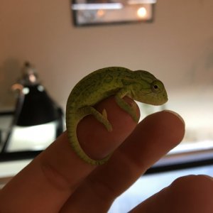 Furcifer lateralis hatchling