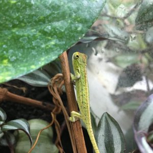 Furcifer lateralis hatchling