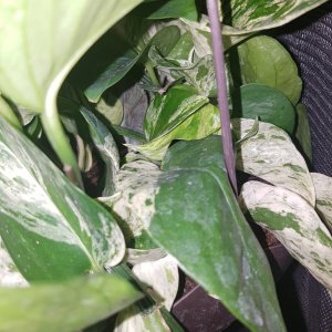 New plant!