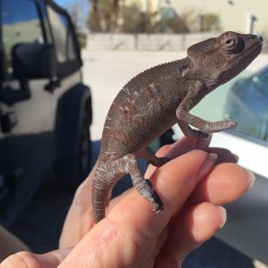 Dewey’s fist day with me. 2 months old and 8 grams