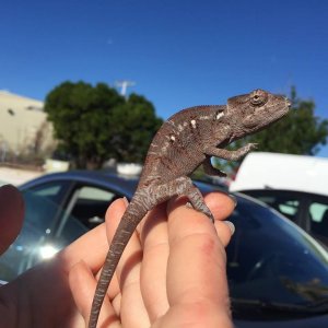 Dewey’s Arrival 2 months old and 8 grams 11/8/17