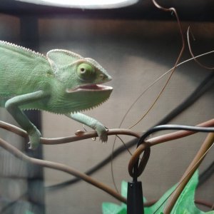 Chameleon