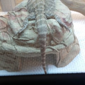 Lazy legs