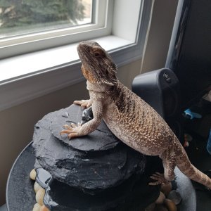 Queen of the fountain