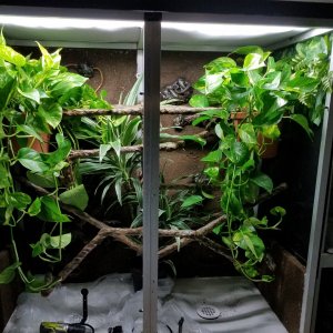 plants