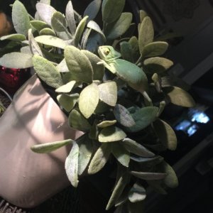 Baby Pascal