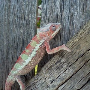 Red Bar Ambilobe Panther Chameleon (Edom)
