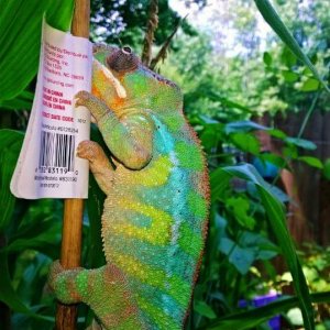 Red Bar Ambilobe Panther Chameleon (Edom)