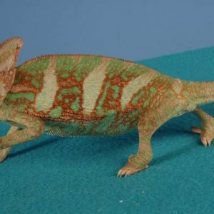 Veiled Chameleon (Charlie)