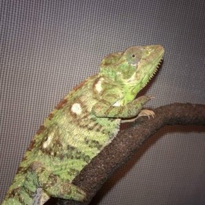 Outstaleti Chameleon (Pepper)