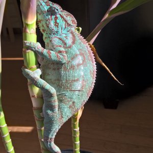 Outstaleti Chameleon (Bella)