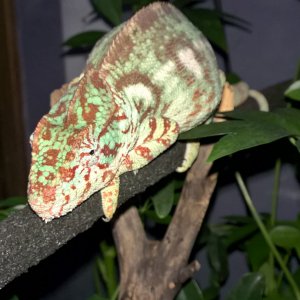Outstaleti Chameleon (Bella)