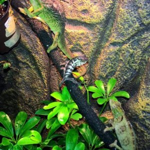 Verrucosus (Jack), Ambanja (lil King), Outstaleti (Bella)