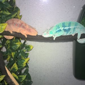 Ambanja Panther Chameleons (Teca x Ralph)