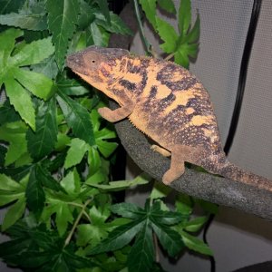 Ambanja Panther Chameleon (Teca)