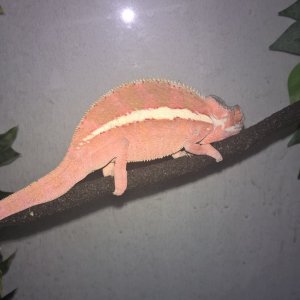 Ankaramy Panther Chameleon (Ink)