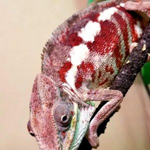 Masoala Panther Chameleon (Mason)