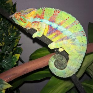 Ambanja Panther Chameleon (Rev)