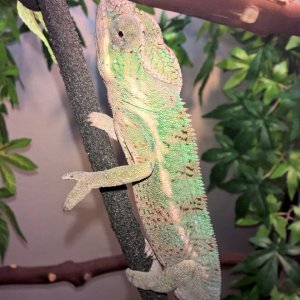 Nosy Faly Panther Chameleon (Neko)