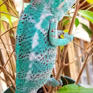 Nosy Faly Panther Chameleon (Neko)