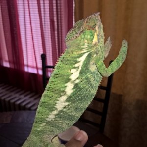 Nosy Be Panther Chameleon (King)