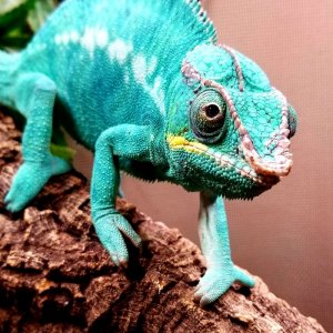 Nosy Be Panther Chameleon (King)