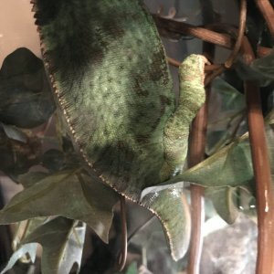 Pascal