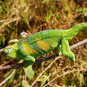 Chameleon 01 Rwenzori 3-horned male Bwindi.JPG