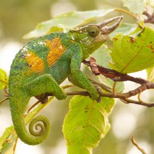 Chameleon 02 Rwenzori 3-horned male Bwindi.JPG