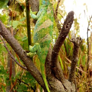 Chameleon 03 Rwenzori 3-horned female Bwindi.JPG