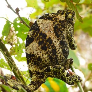 Chameleon 04 Rwenzori 3-horned female Bwindi.JPG