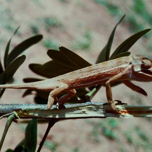 Chameleon 05 in Teso.jpg