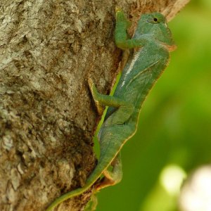 Chameleon 07, possibly Chameleo gracilis, found in Teso.JPG