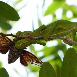 Chameleon 09 in MFNP eating large beetle.JPG