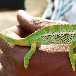 Chameleon 10 at Mweya, QENP.JPG