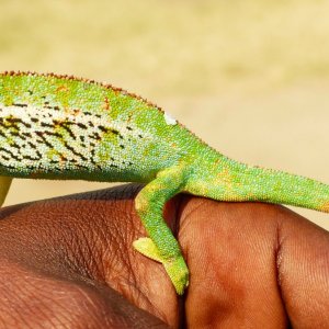 Chameleon 11 at Mweya, QENP.JPG