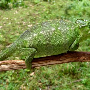 Chameleon at Sipi, Kapchorwa 01.JPG