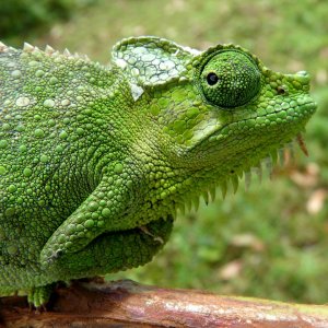 Chameleon at Sipi, Kapchorwa 02.JPG