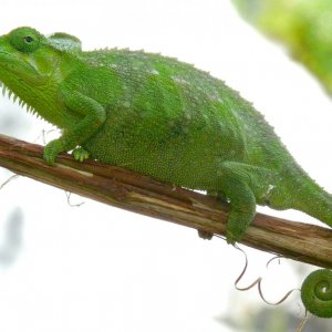 Chameleon at Sipi, Kapchorwa 04.JPG