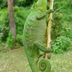 Chameleon at Sipi, Kapchorwa 05.JPG