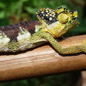 Chameleon at Sipi, Kapchorwa 06.JPG